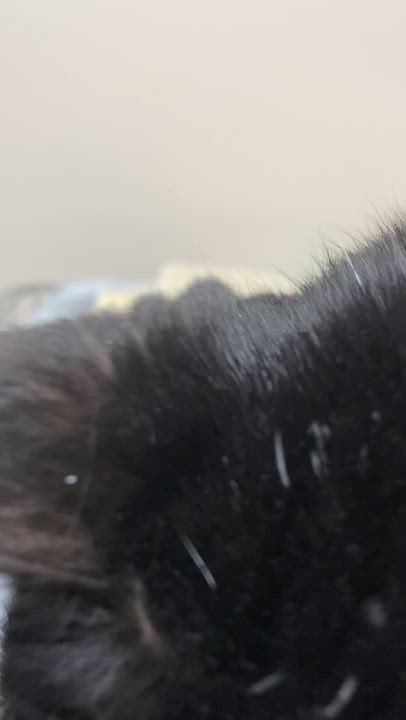 Enlarge Shelby, a Adoptable Domestic Short Hair in Collierville, TN video 2/6