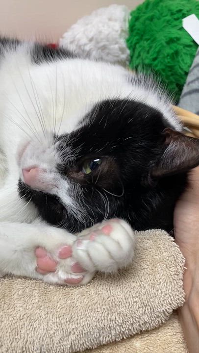 Enlarge Shelby, a Adoptable Domestic Short Hair in Collierville, TN video 3/6