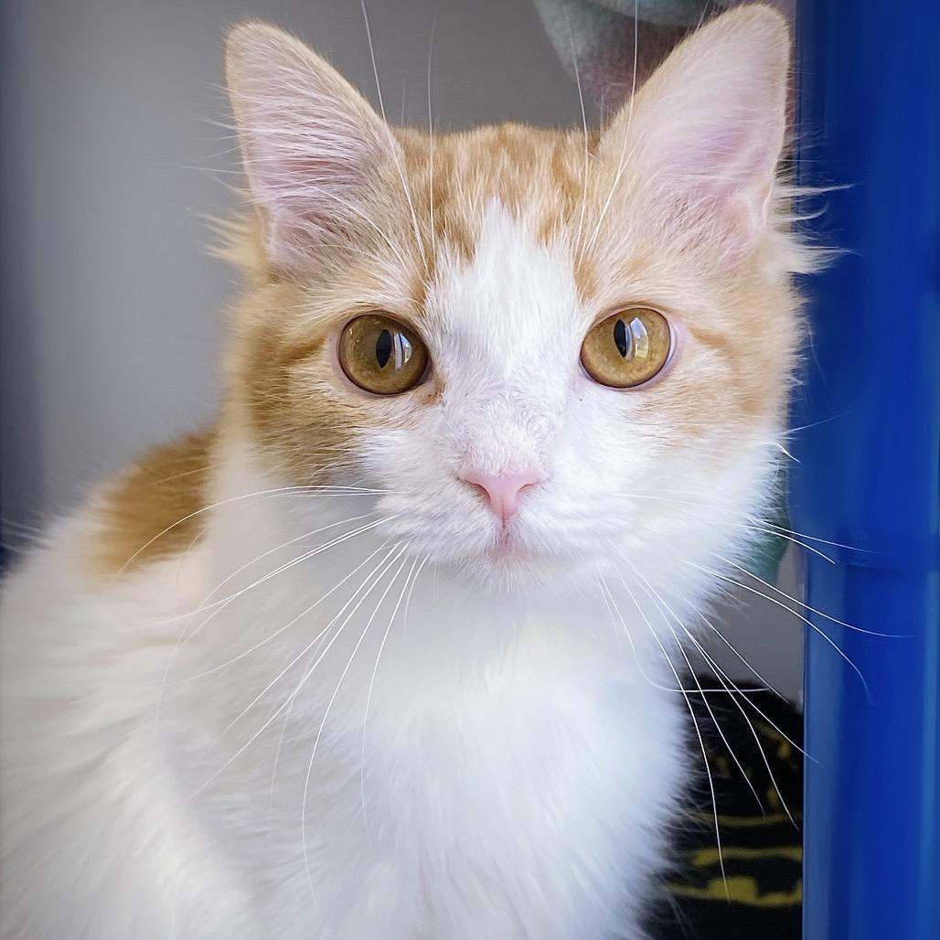 Enlarge Marmalade, a Adoptable Domestic Medium Hair in Huntsville, AL image 1/6