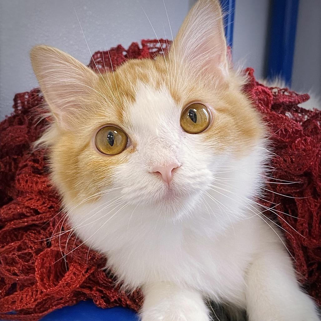 Enlarge Marmalade, a Adoptable Domestic Medium Hair in Huntsville, AL image 3/6