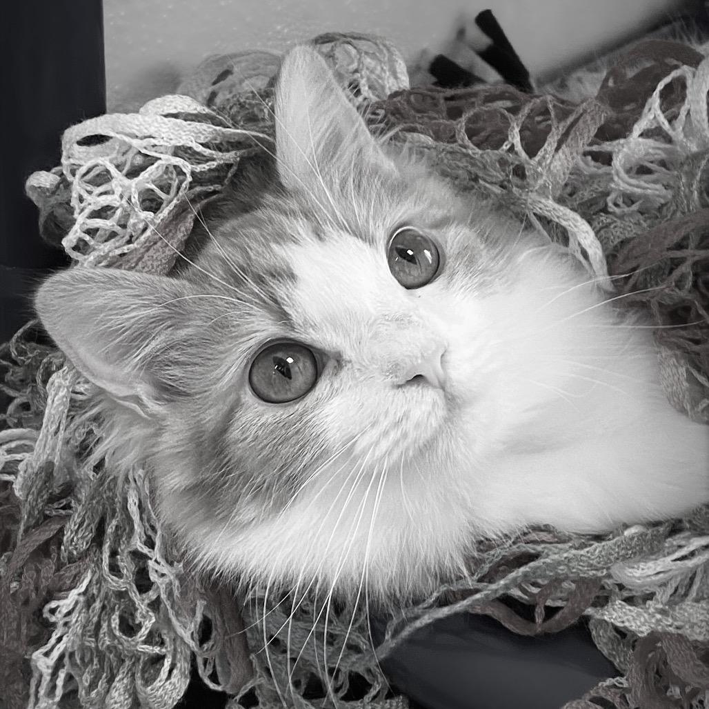 Enlarge Marmalade, a Adoptable Domestic Medium Hair in Huntsville, AL image 5/6