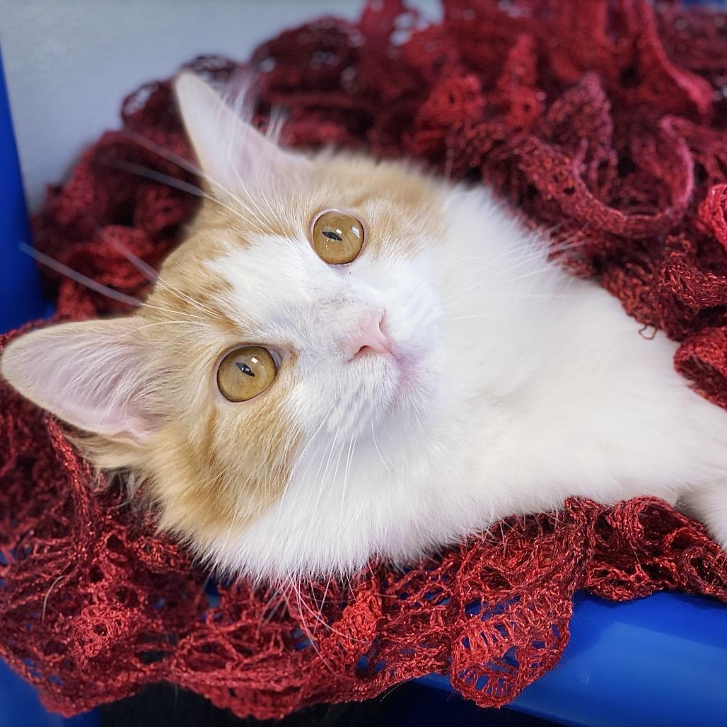 Enlarge Marmalade, a Adoptable Domestic Medium Hair in Huntsville, AL image 6/6