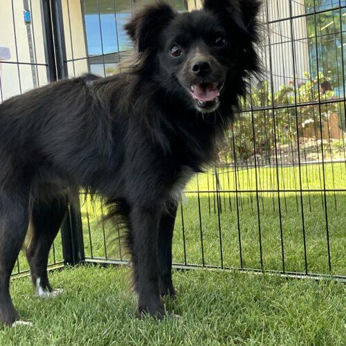 Enlarge Oreo, a Adoptable mixed breed in Coachella, CA image 1/2