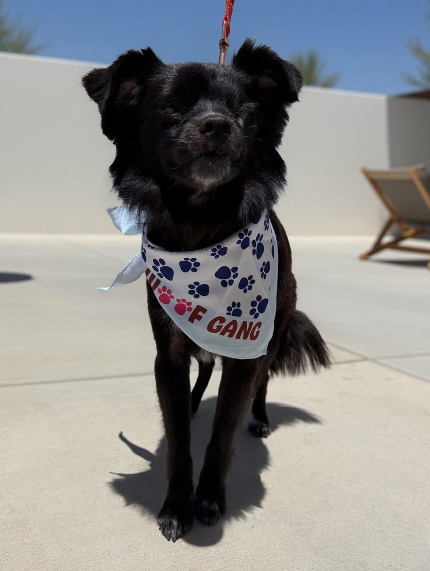 Oreo, Adoptable, Young Male Pomeranian & Chihuahua.