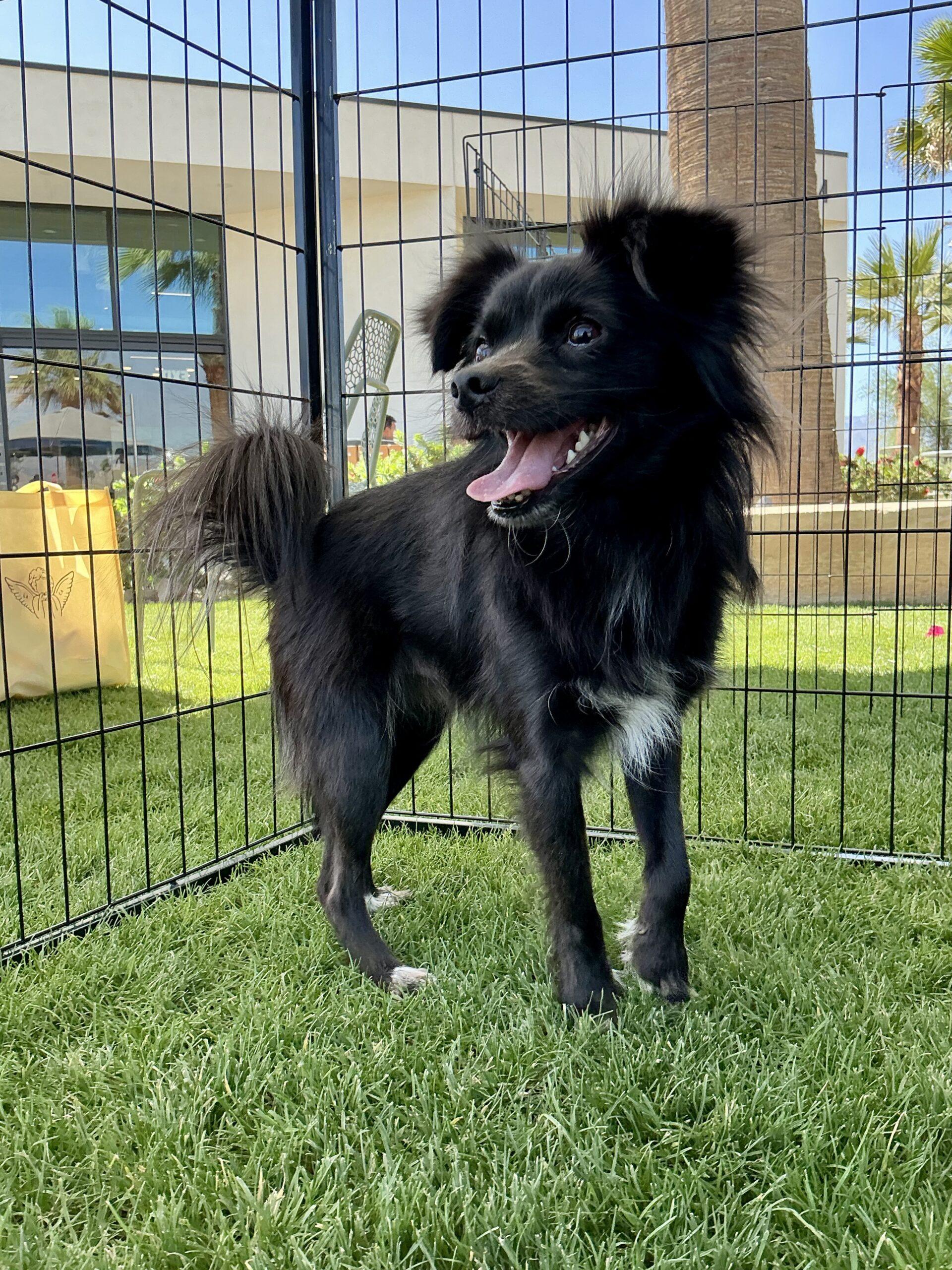 Enlarge Oreo, a Adoptable mixed breed in Coachella, CA image 2/2