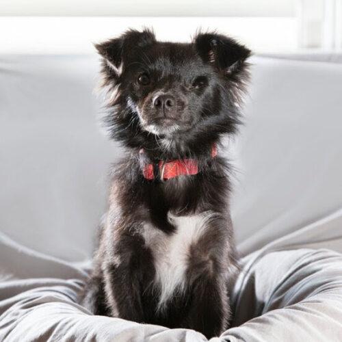Oreo, Adoptable, Young Male Pomeranian & Chihuahua.