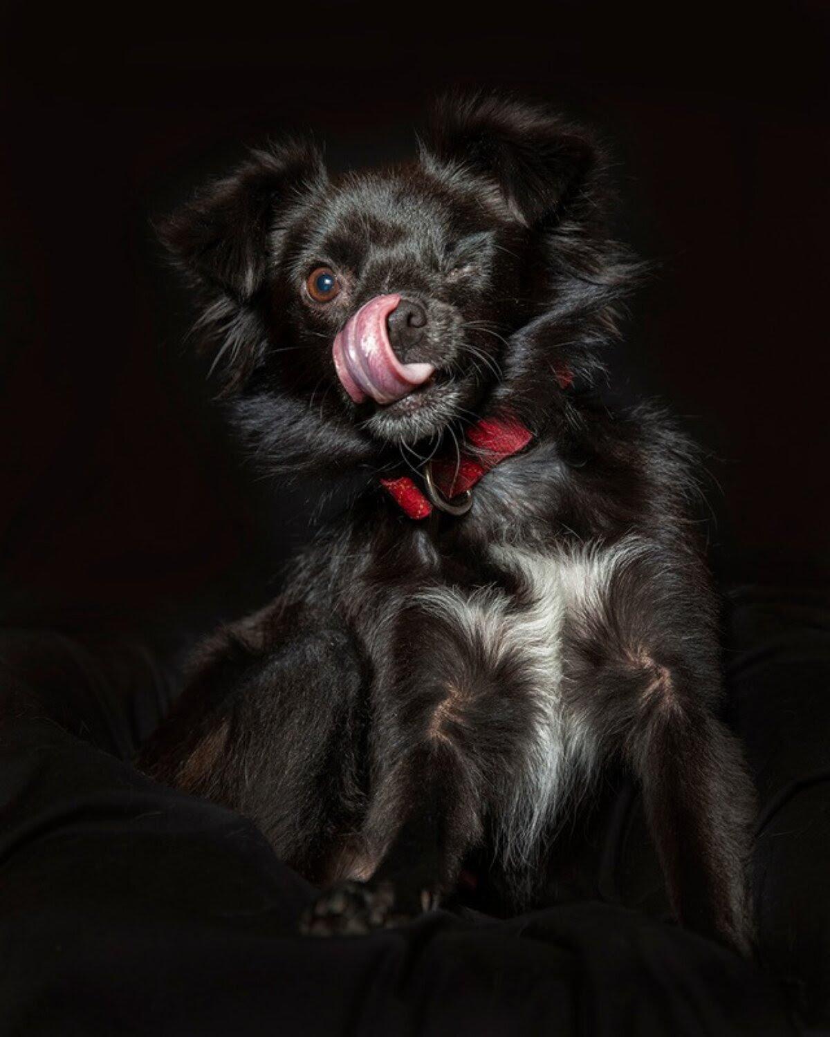 Enlarge Oreo, a Adoptable mixed breed in Coachella, CA image 2/2