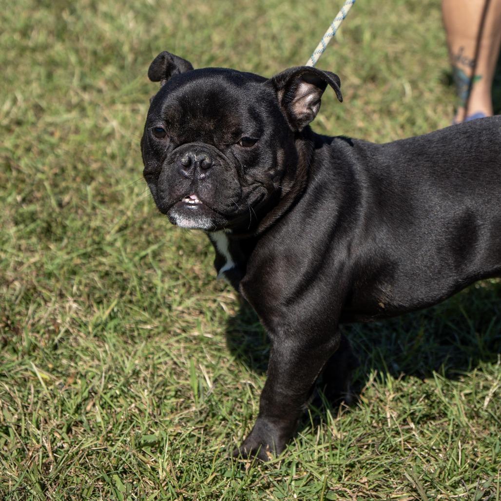 Enlarge Graveyard, a Adoptable French Bulldog in Elizabeth City, NC image 1/4