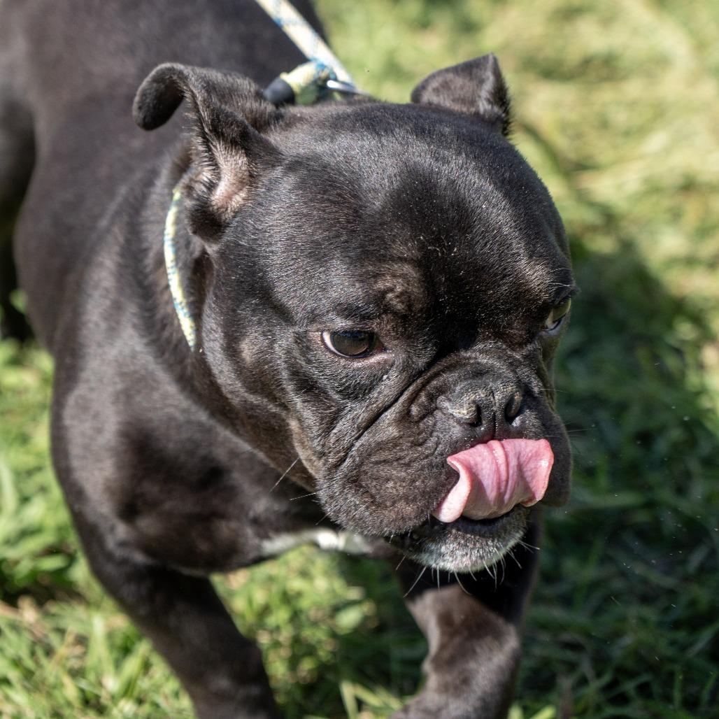Enlarge Graveyard, a Adoptable French Bulldog in Elizabeth City, NC image 2/4