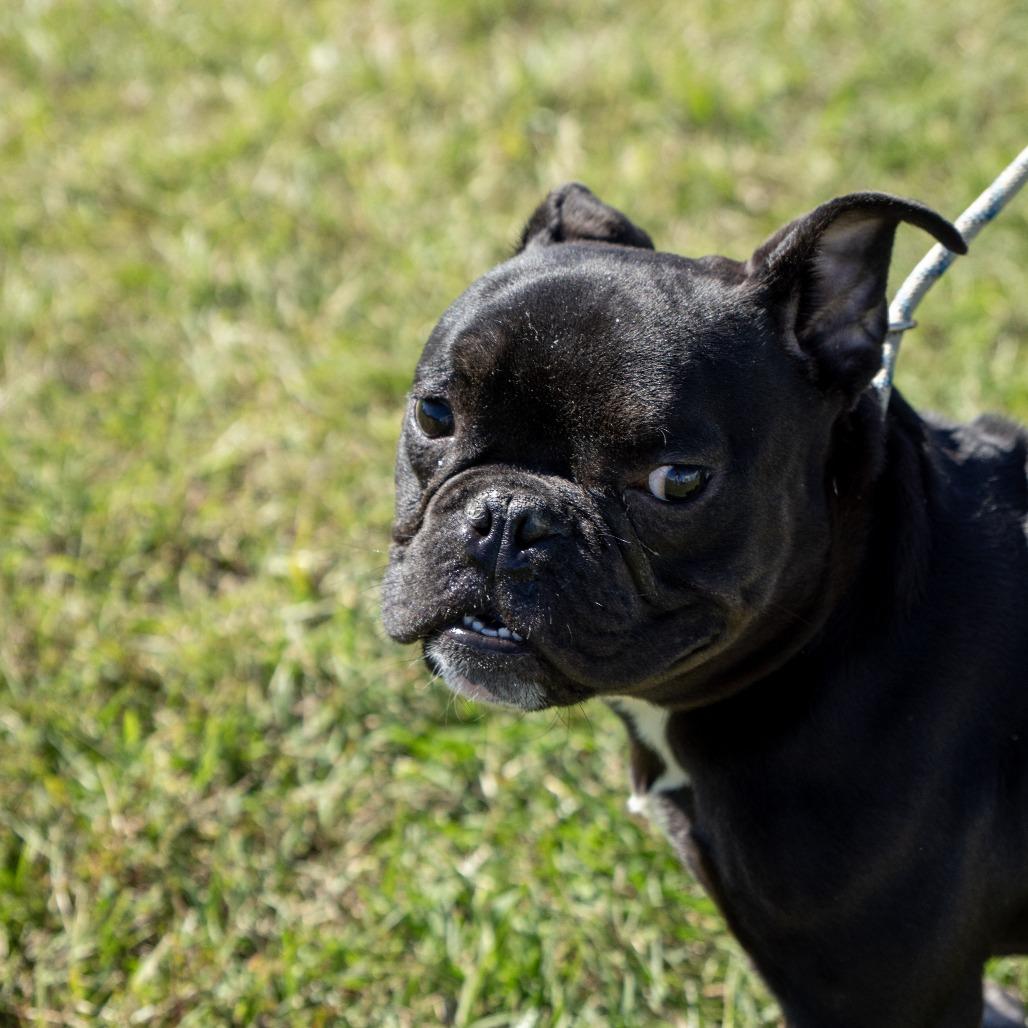 Enlarge Graveyard, a Adoptable French Bulldog in Elizabeth City, NC image 3/4