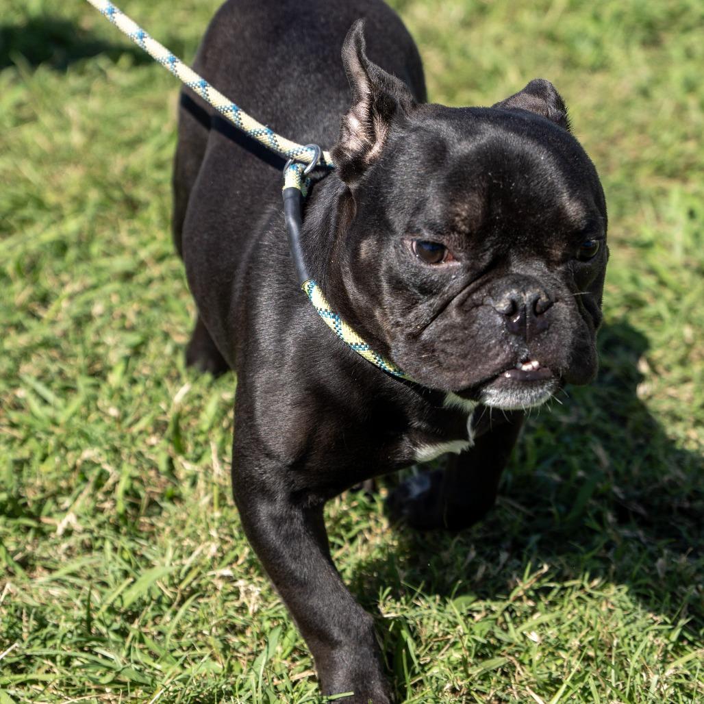 Enlarge Graveyard, a Adoptable French Bulldog in Elizabeth City, NC image 4/4
