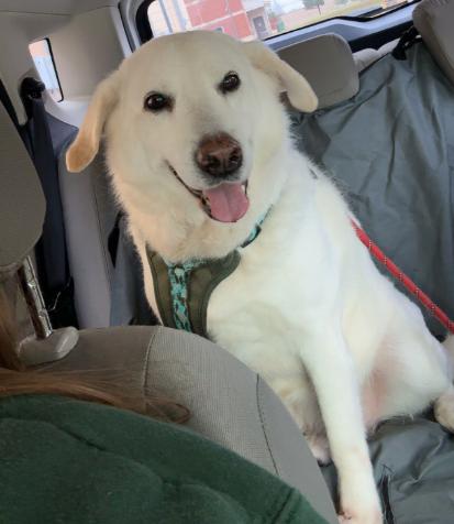 Oso GDP, Adoptable, Adult Male Cattle Dog.