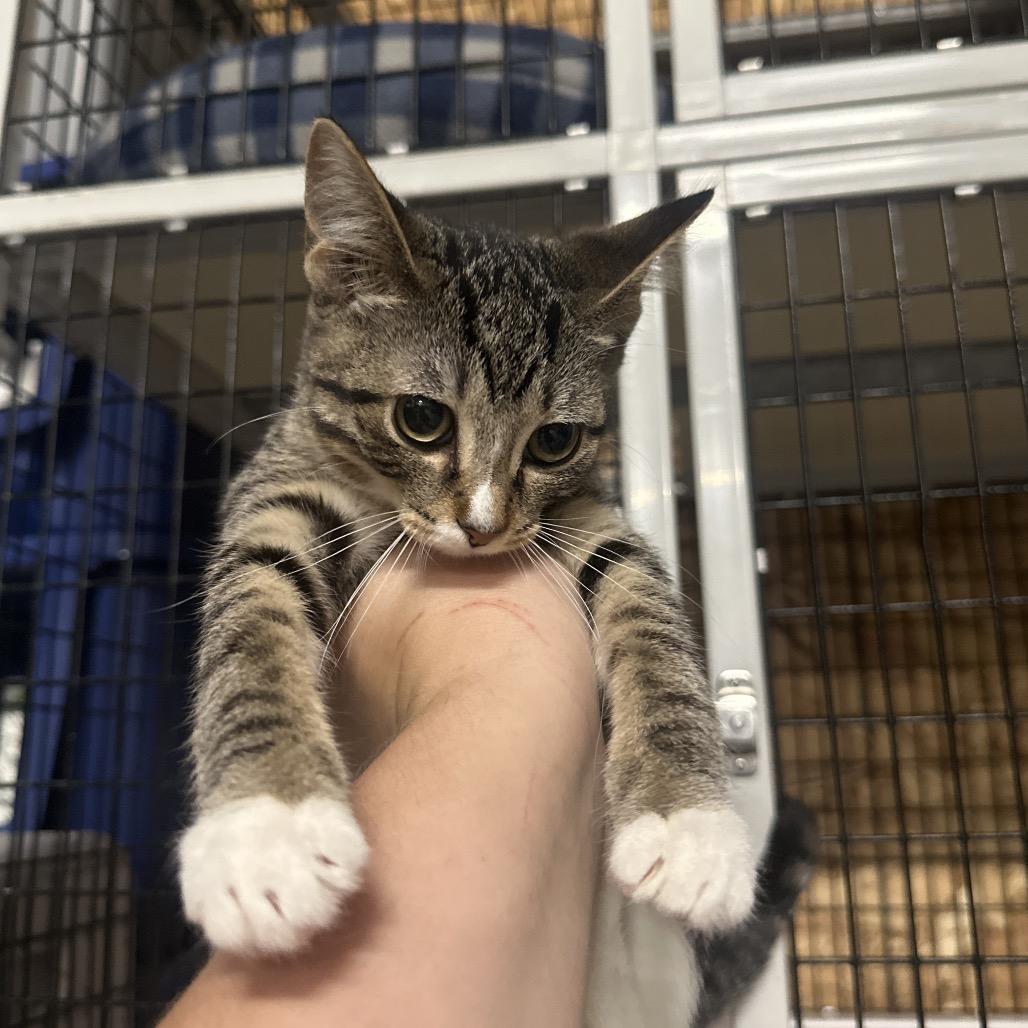 Cow, Adoptable, Kitten Female Domestic Short Hair.