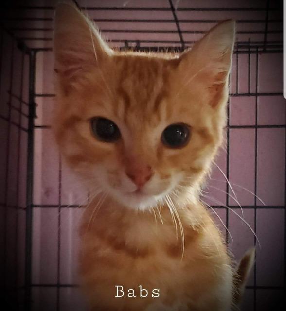 Babs, Adoptable, Adult Male Domestic Short Hair.