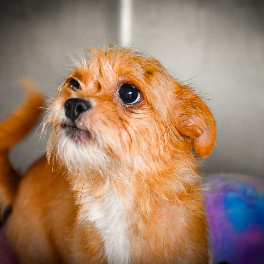 Verna, Adoptable, Adult Female Yorkshire Terrier & None.