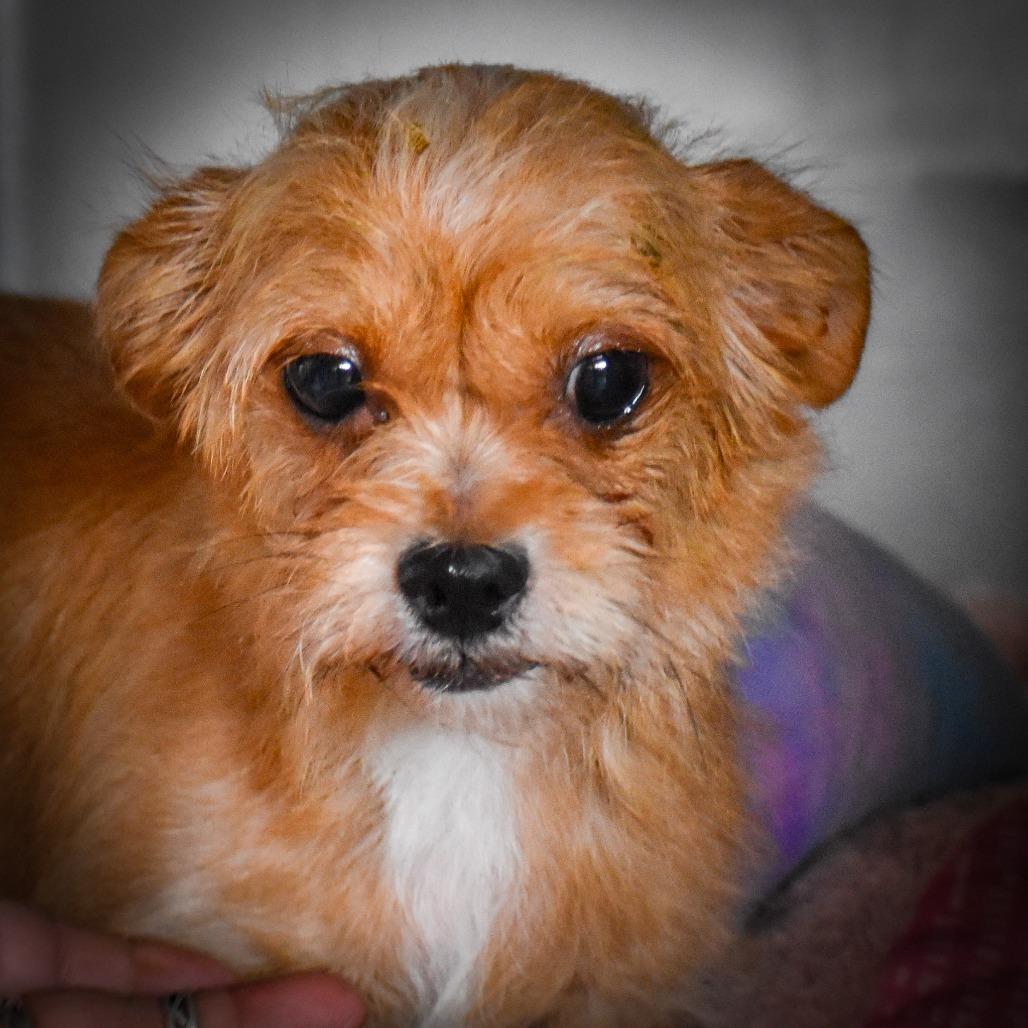 Enlarge Verna, a Adoptable Yorkshire Terrier in Loves Park, IL image 2/2