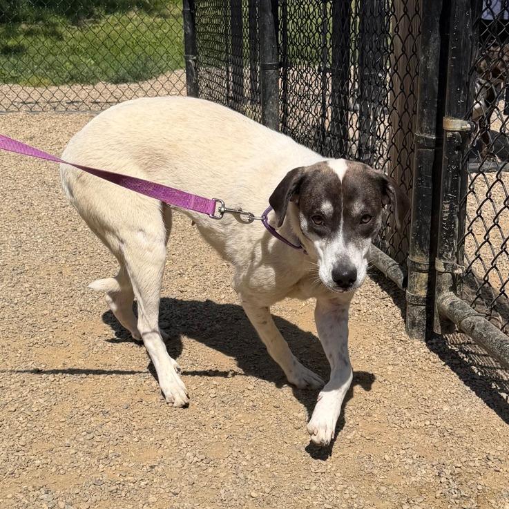 Enlarge Shooter, a Adoptable mixed breed in Columbia Station, OH image 1/6