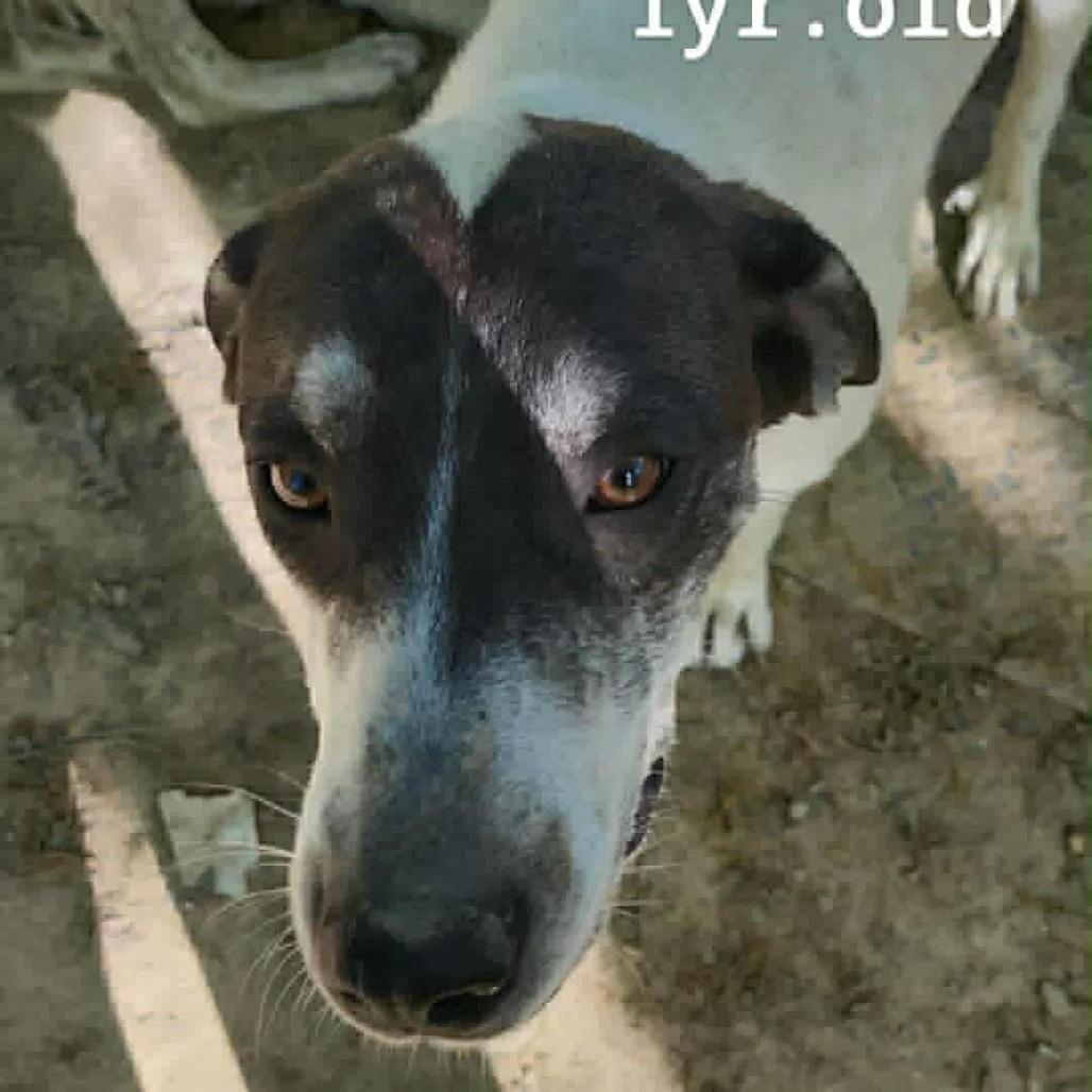Enlarge Shooter, a Adoptable mixed breed in Columbia Station, OH image 2/6