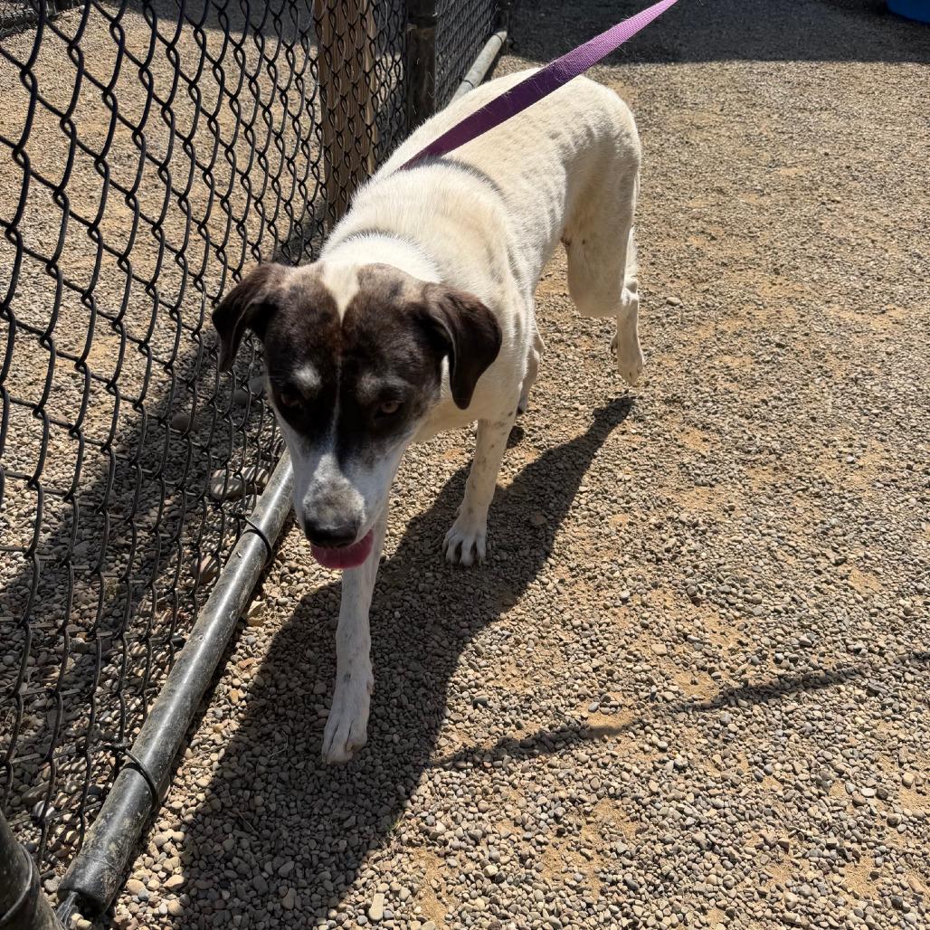 Enlarge Shooter, a Adoptable mixed breed in Columbia Station, OH image 3/6
