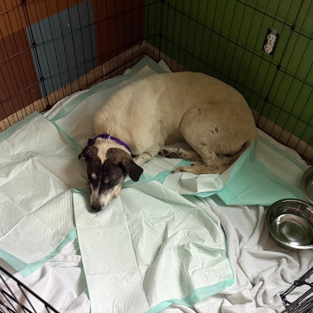 Enlarge Shooter, a Adoptable mixed breed in Columbia Station, OH image 4/6