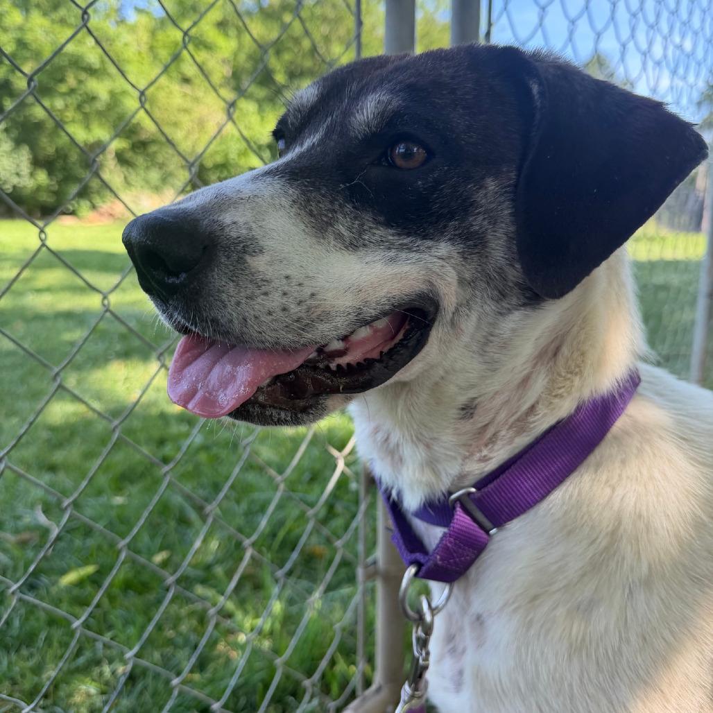 Enlarge Shooter, a Adoptable mixed breed in Columbia Station, OH image 5/6