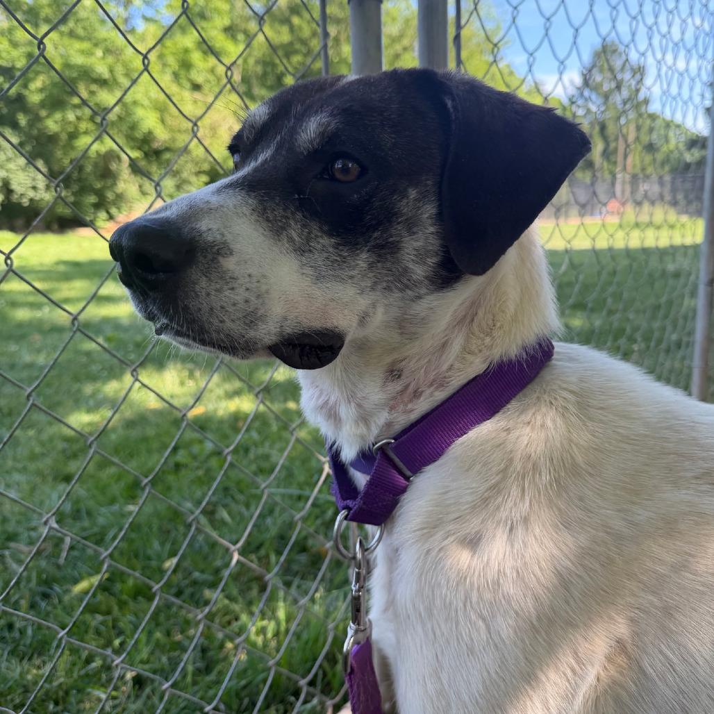 Enlarge Shooter, a Adoptable mixed breed in Columbia Station, OH image 6/6