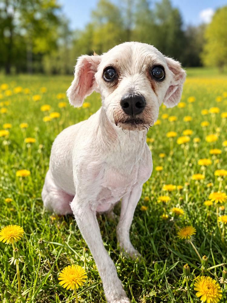 Benson, a Adopted mixed breed in Oakland, MI image 2/2