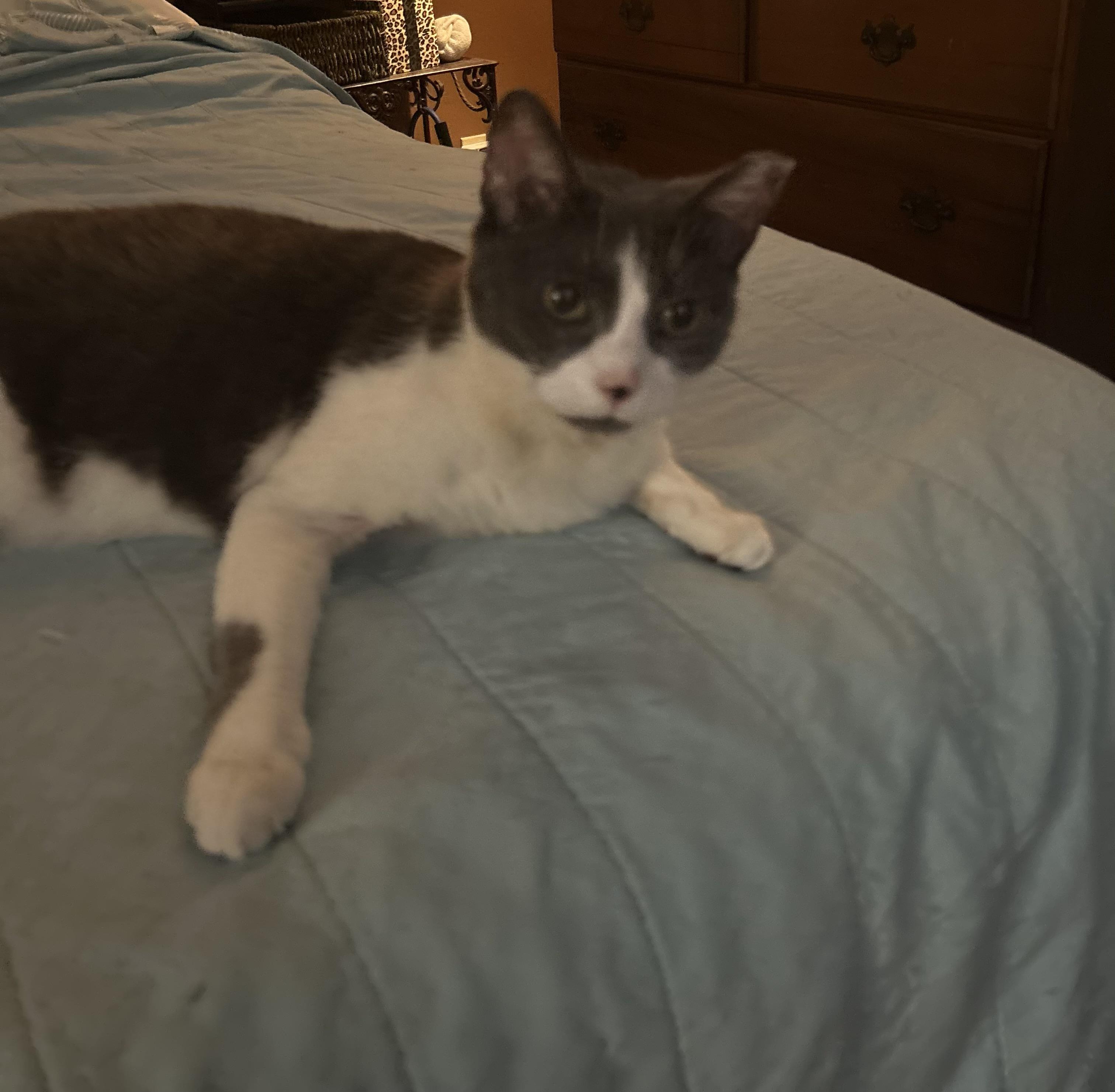 Sadie, Adoptable, Young Female Domestic Short Hair.