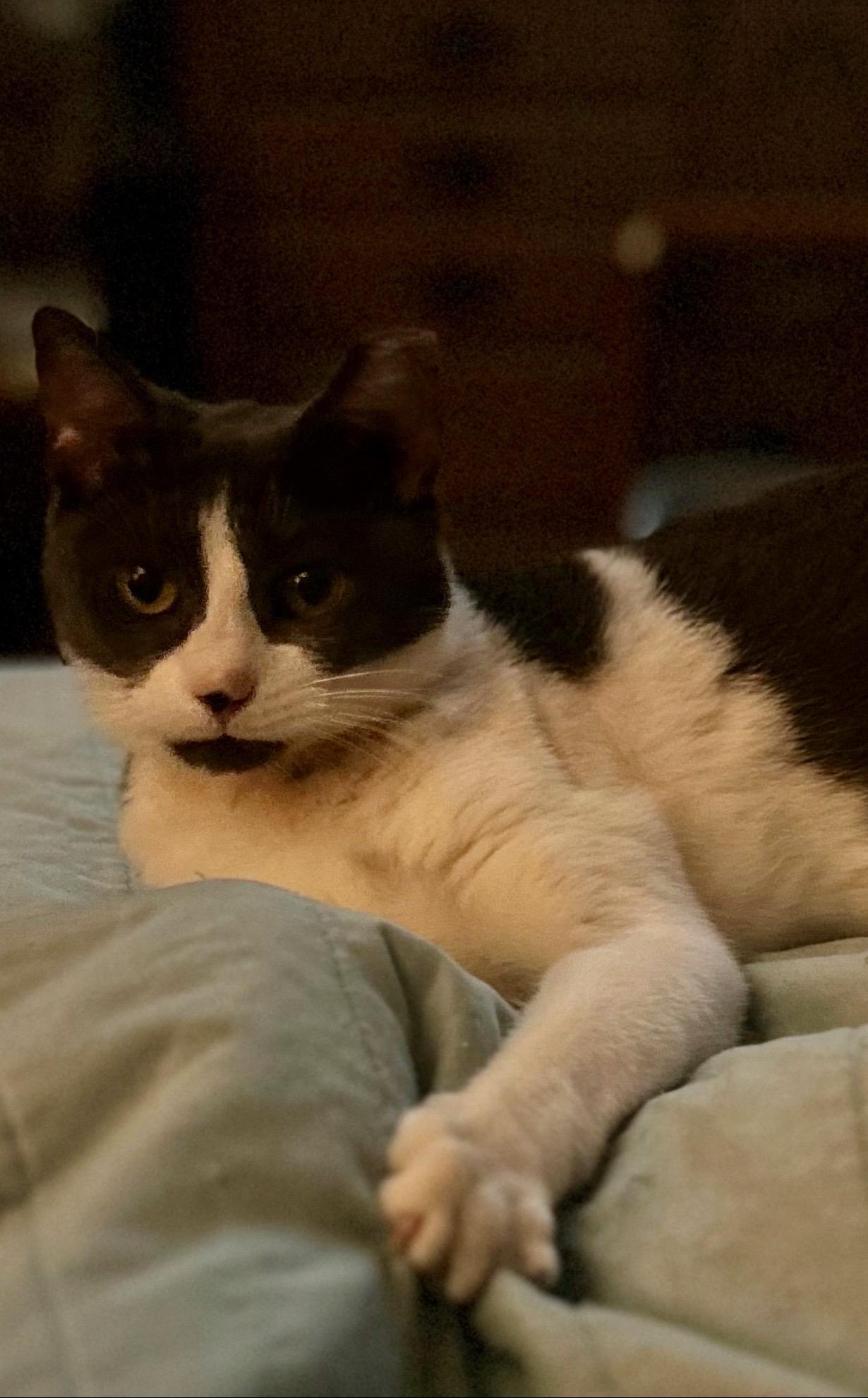 Enlarge Sadie, a Adoptable Domestic Short Hair in Bonita Springs, FL image 2/3