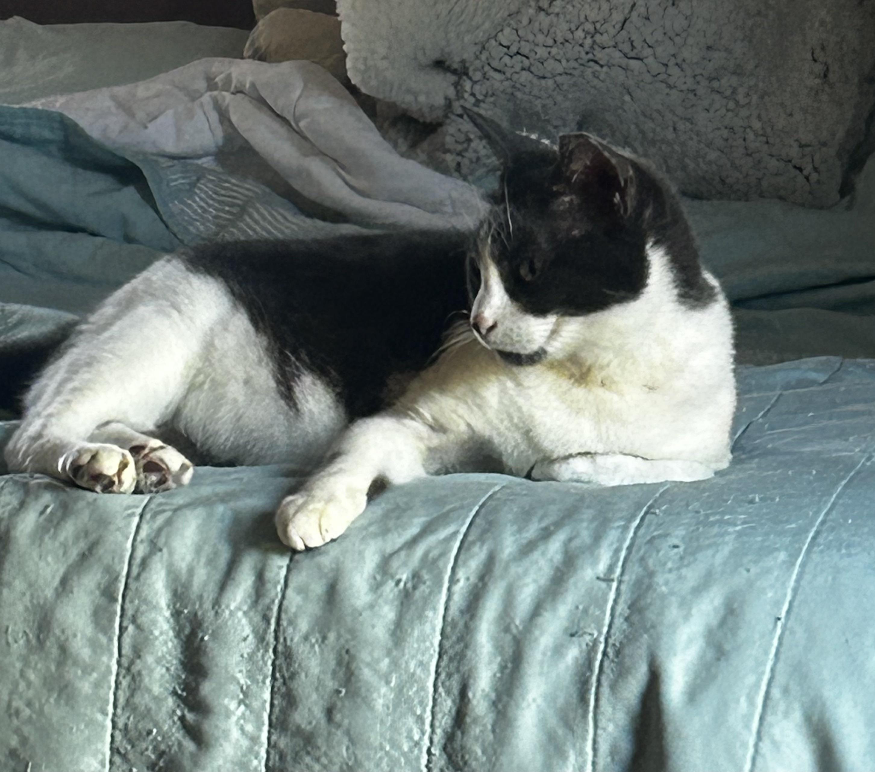 Enlarge Sadie, a Adoptable Domestic Short Hair in Bonita Springs, FL image 3/3