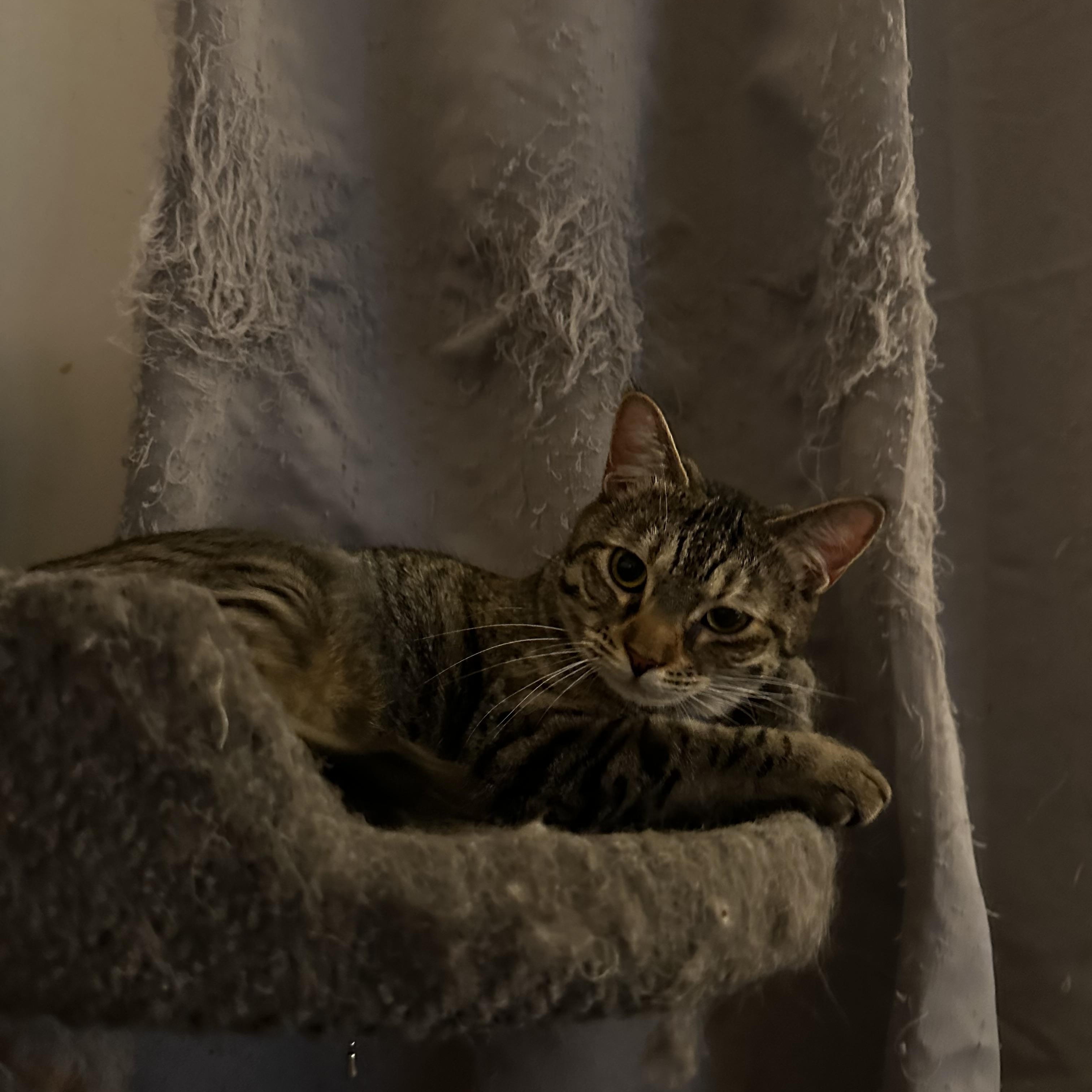 Enlarge Eleanor, a ADOPTABLE Domestic Short Hair in Missoula, MT image 1/1