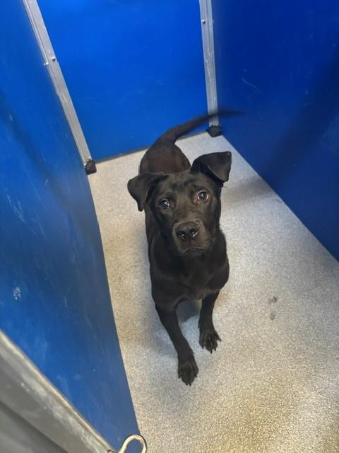 Buddy, ADOPTABLE, Adult Male Black Labrador Retriever.