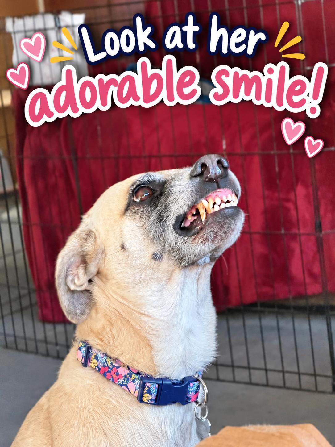 Enlarge Sandy, a Adoptable mixed breed in Homer, MI image 6/6