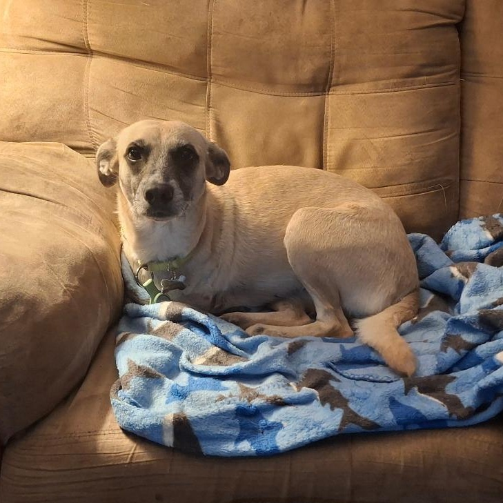 Enlarge Sandy, a Adoptable mixed breed in Homer, MI image 3/6