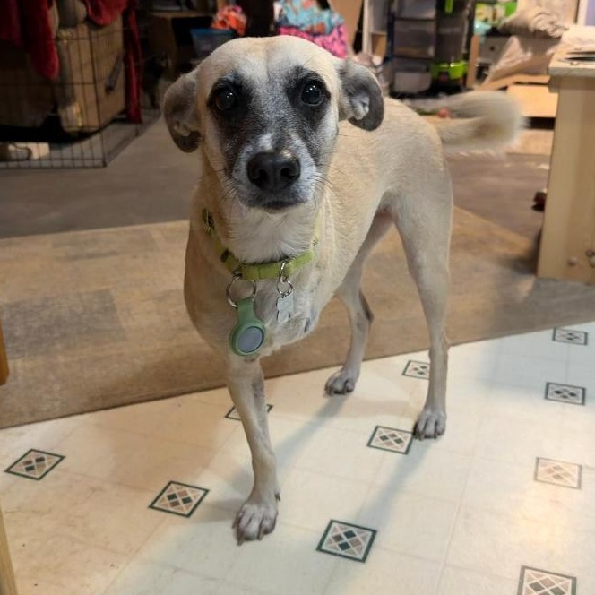 Sandy, Adoptable, Adult Female Shepherd.