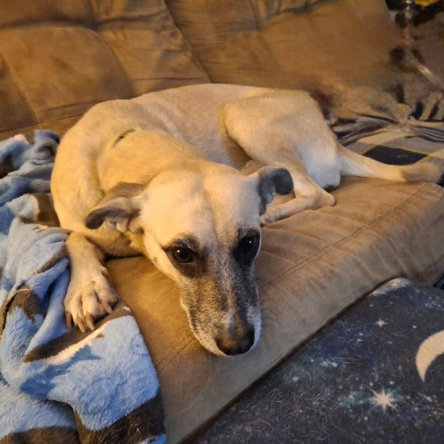 Enlarge Sandy, a Adoptable mixed breed in Homer, MI image 2/6