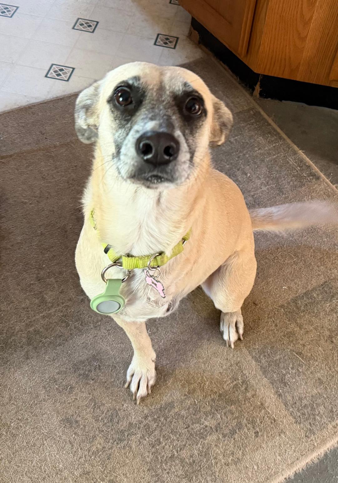 Enlarge Sandy, a Adoptable mixed breed in Homer, MI image 5/6