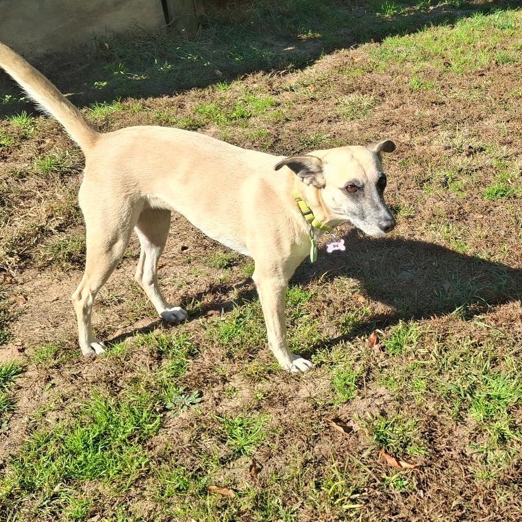 Enlarge Sandy, a Adoptable mixed breed in Homer, MI image 4/6
