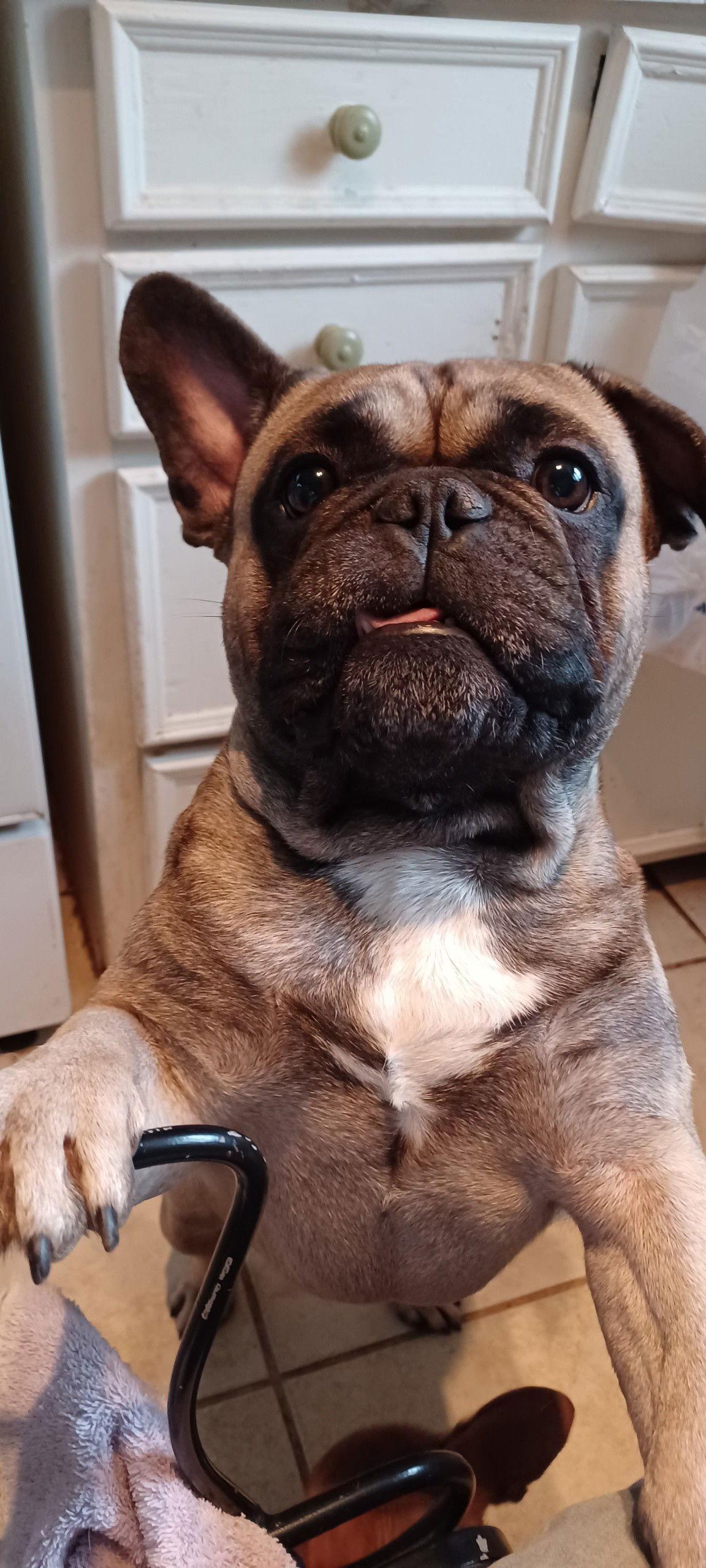 Enlarge Gordo, a Adopted French Bulldog in Dallas, TX image 2/3