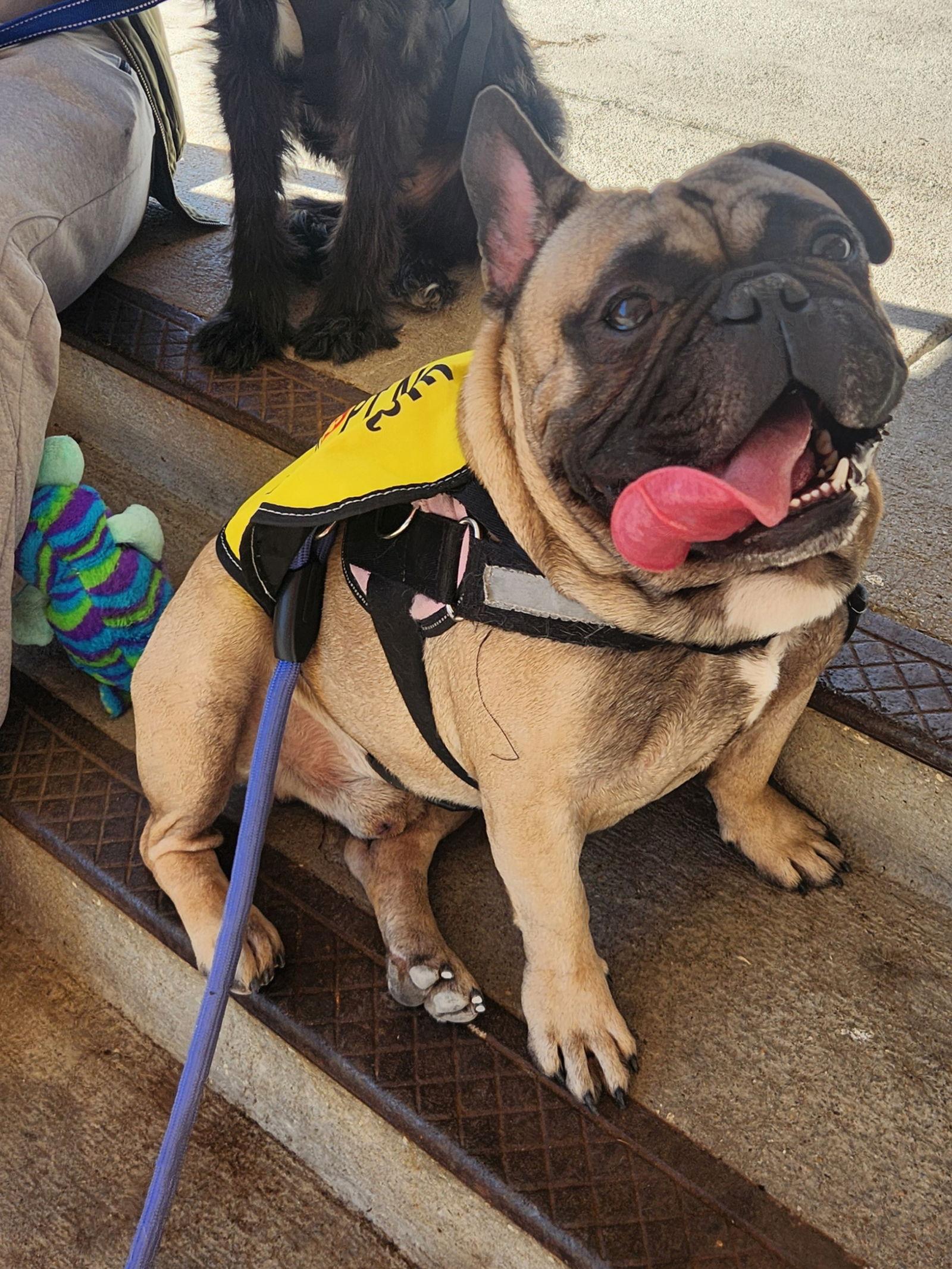 Enlarge Gordo, a Adopted French Bulldog in Dallas, TX image 3/3