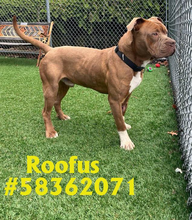 Roofus