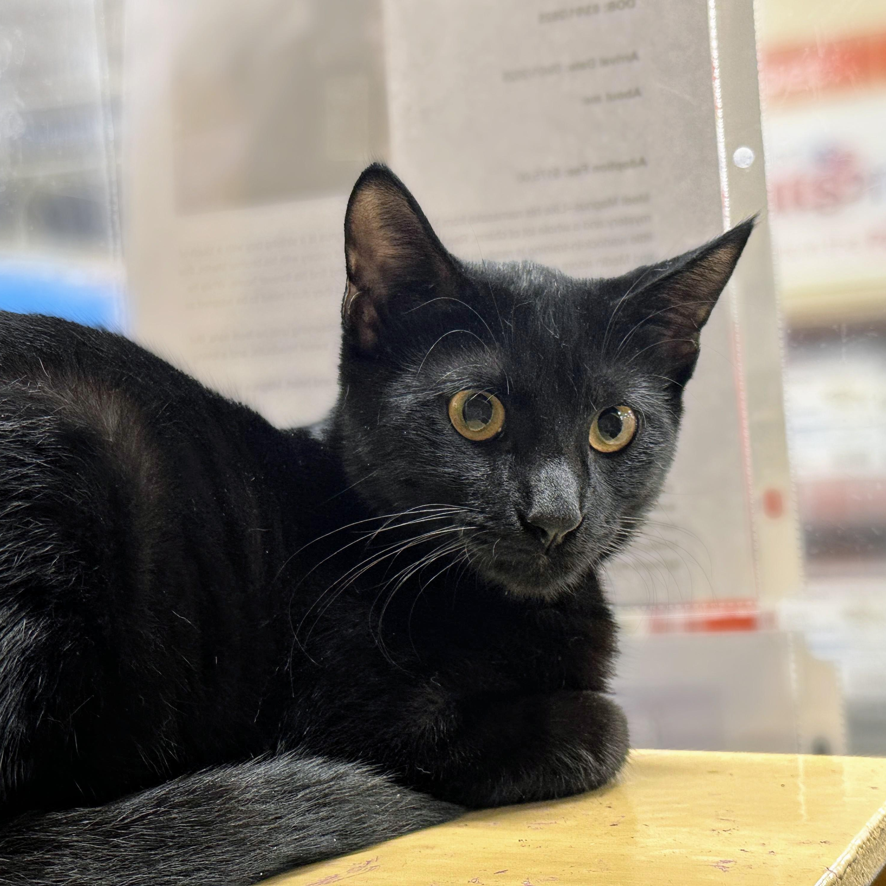 Enlarge Magnus, a Adoptable Domestic Short Hair in Buffalo, NY image 2/6