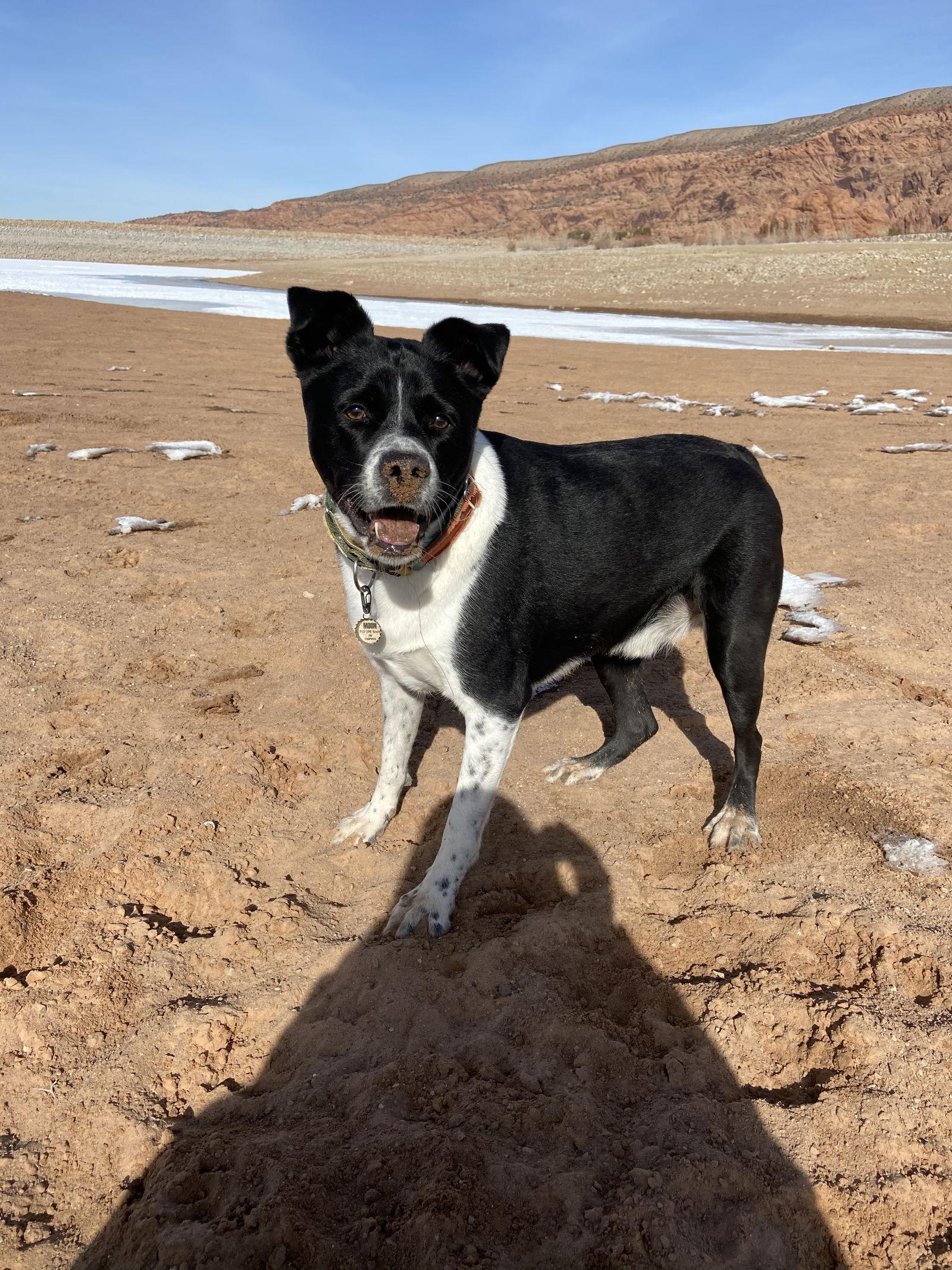 Moon, a Adoptable mixed breed in Fort Collins, CO image 1/3