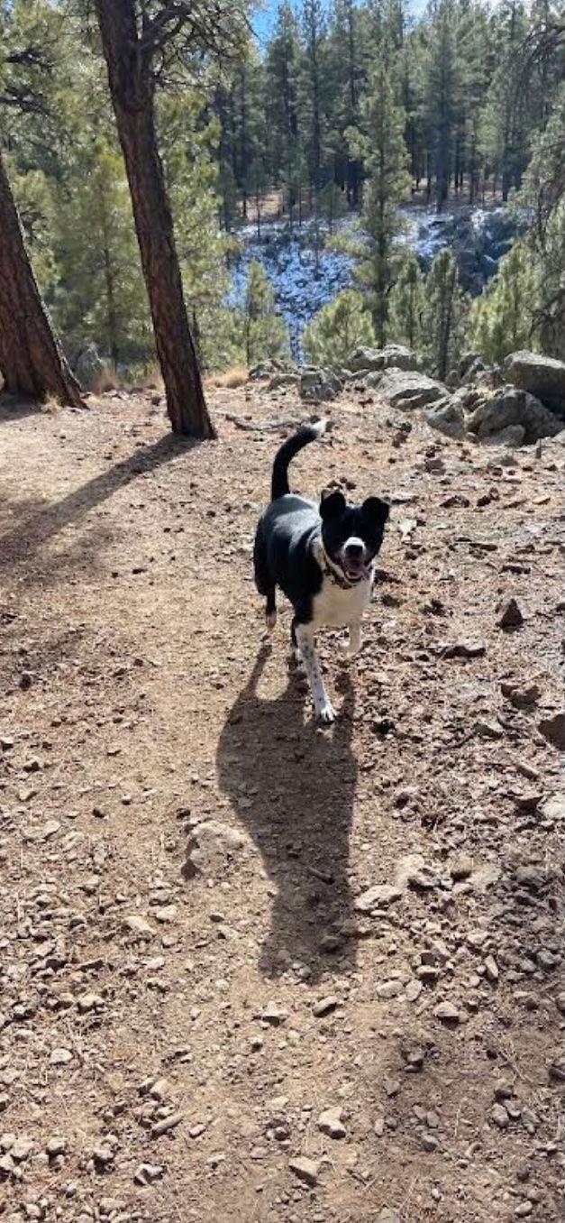 Moon, a Adoptable mixed breed in Fort Collins, CO image 3/3