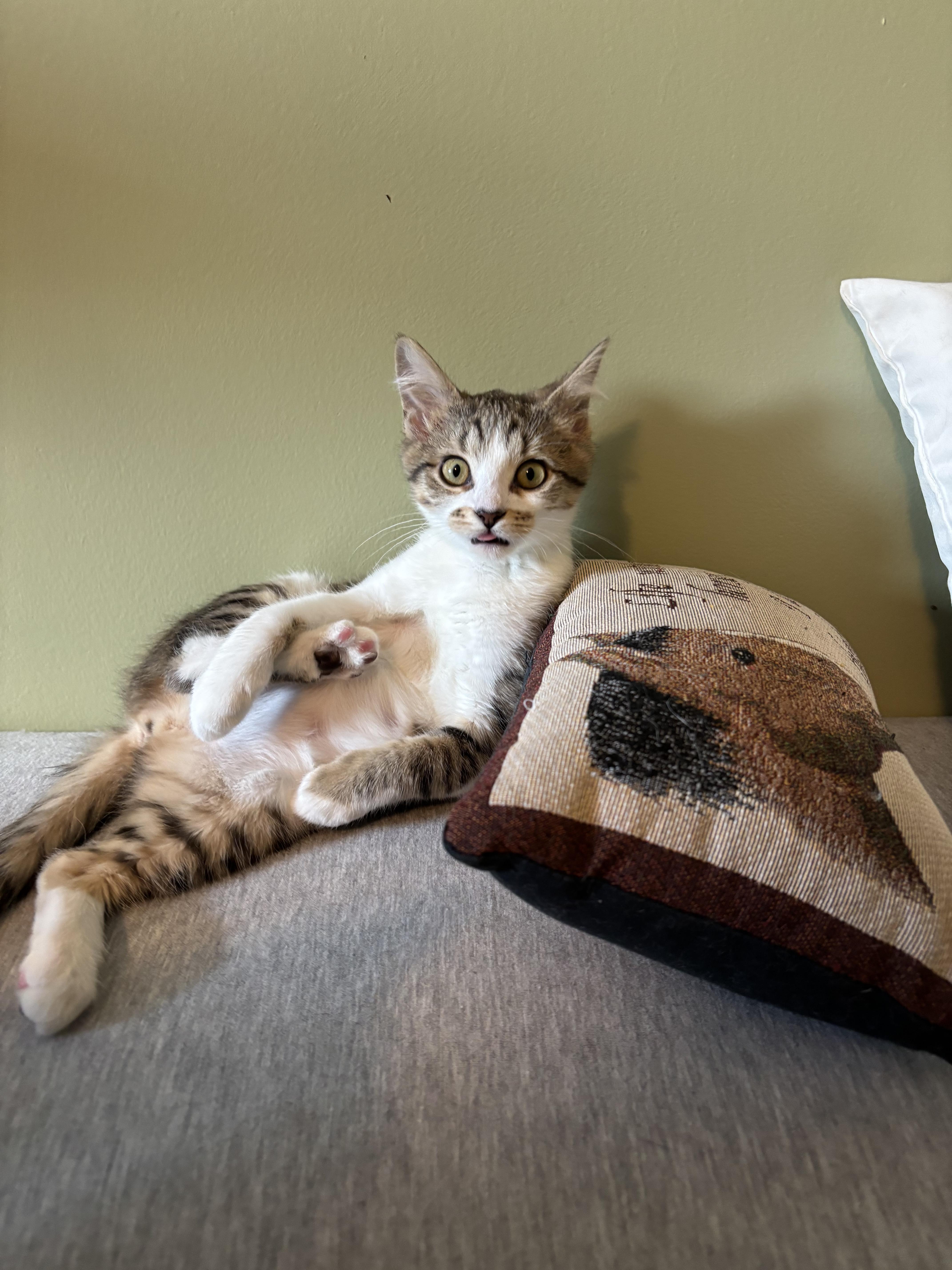 Enlarge Mo , an adopted Domestic Short Hair in Elverson, PA image 4/4