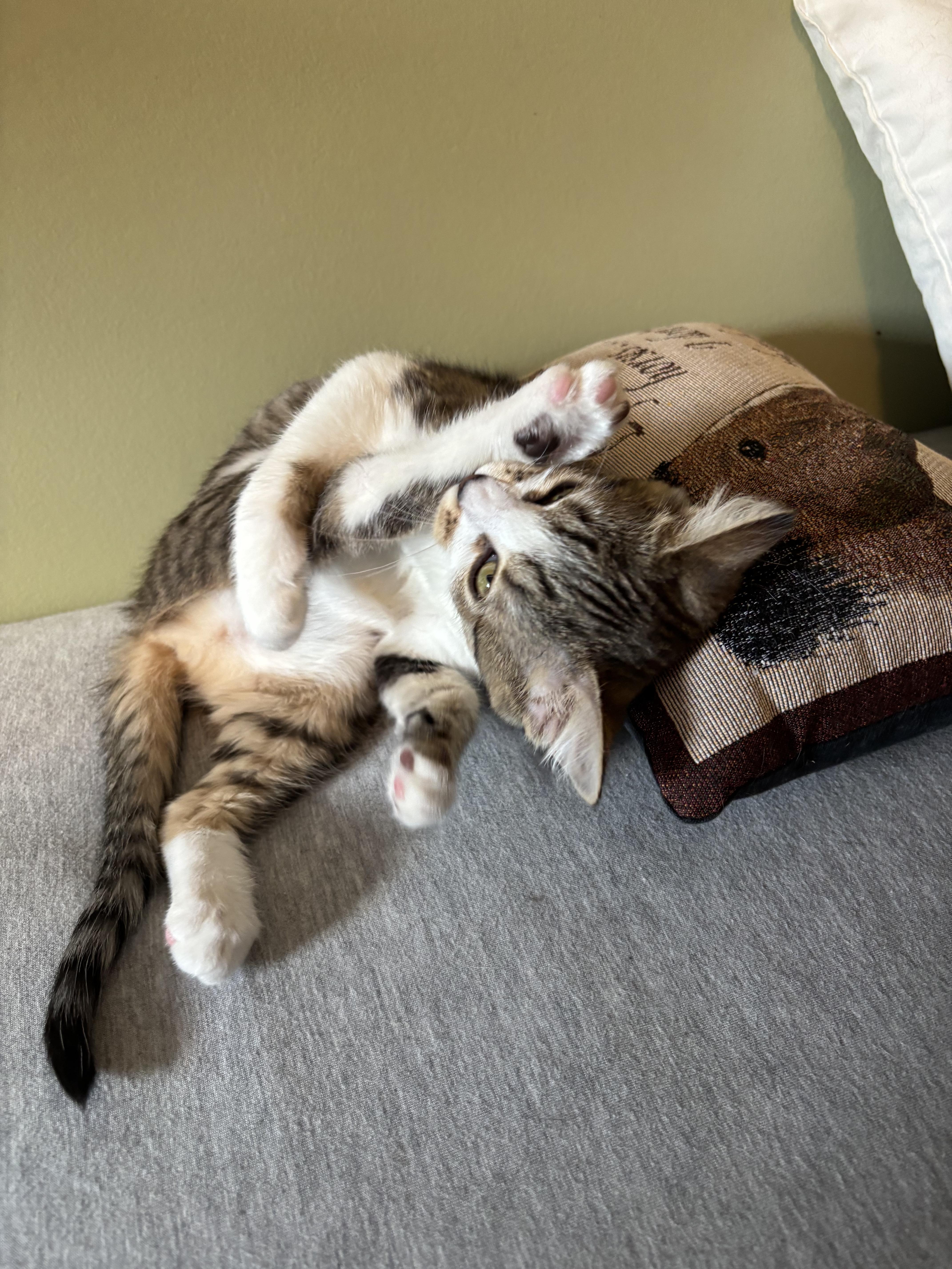 Enlarge Mo , an adopted Domestic Short Hair in Elverson, PA image 2/4