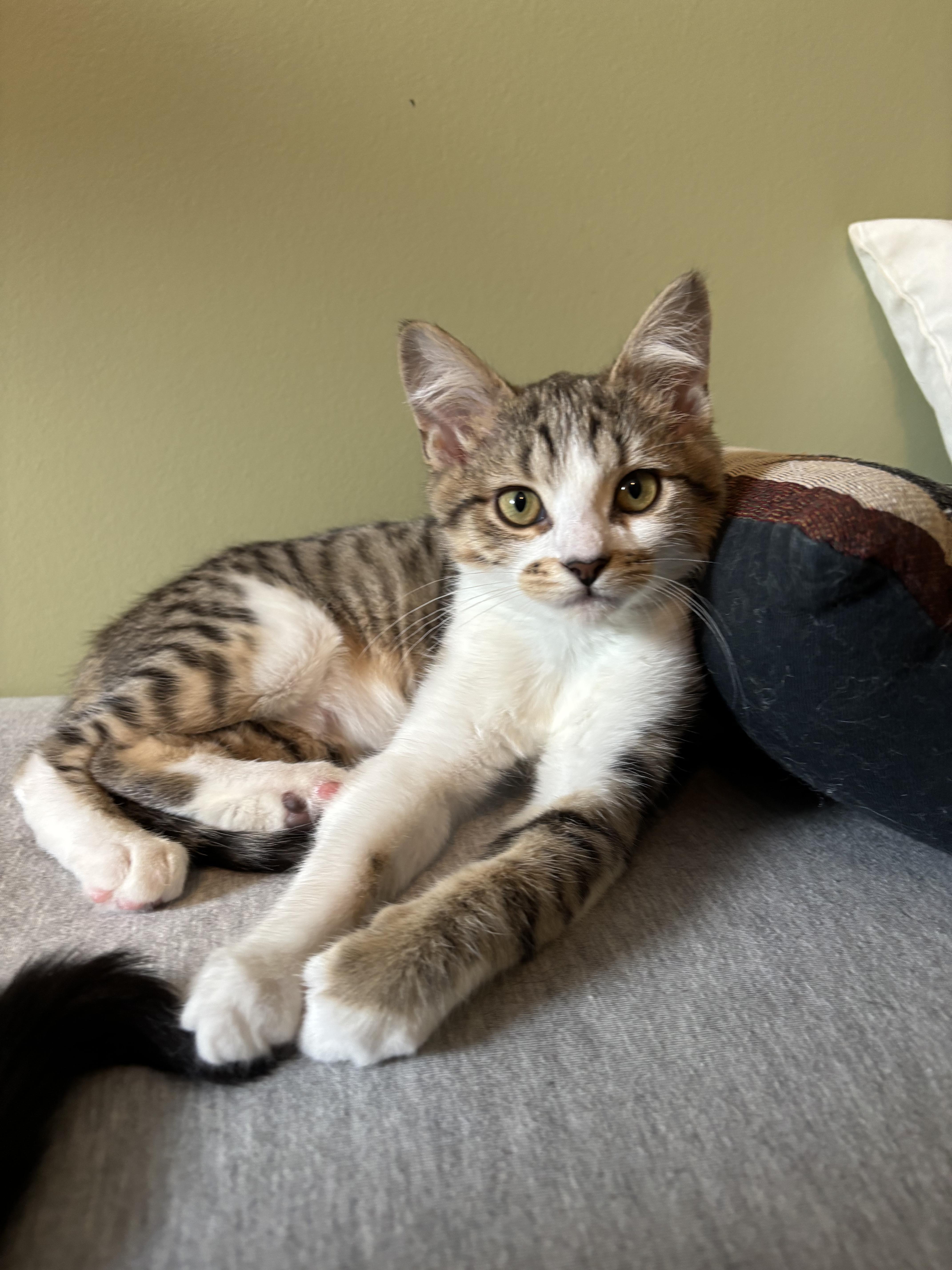 Enlarge Mo , an adopted Domestic Short Hair in Elverson, PA image 1/4