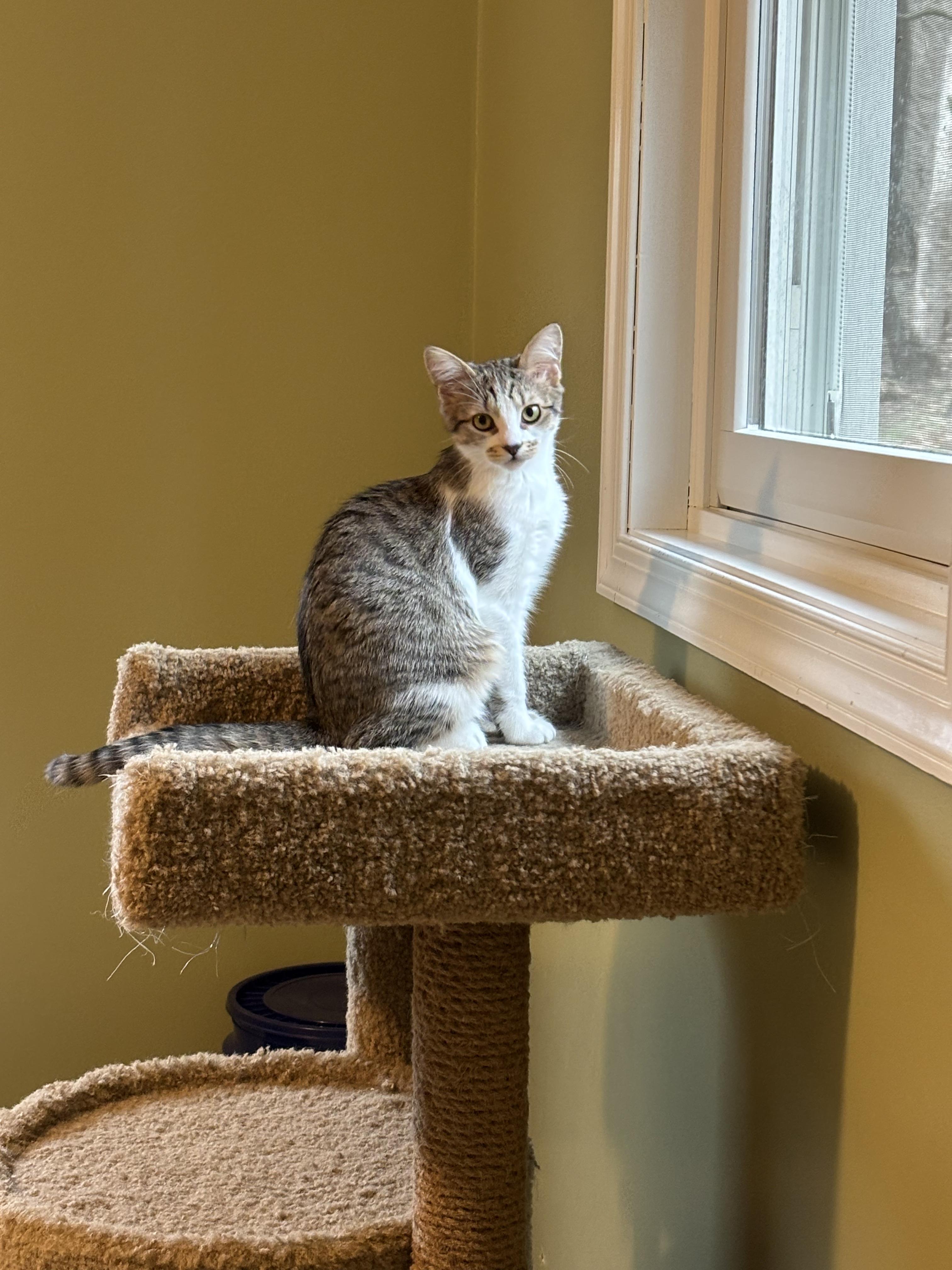 Enlarge Mo , an adopted Domestic Short Hair in Elverson, PA image 3/4