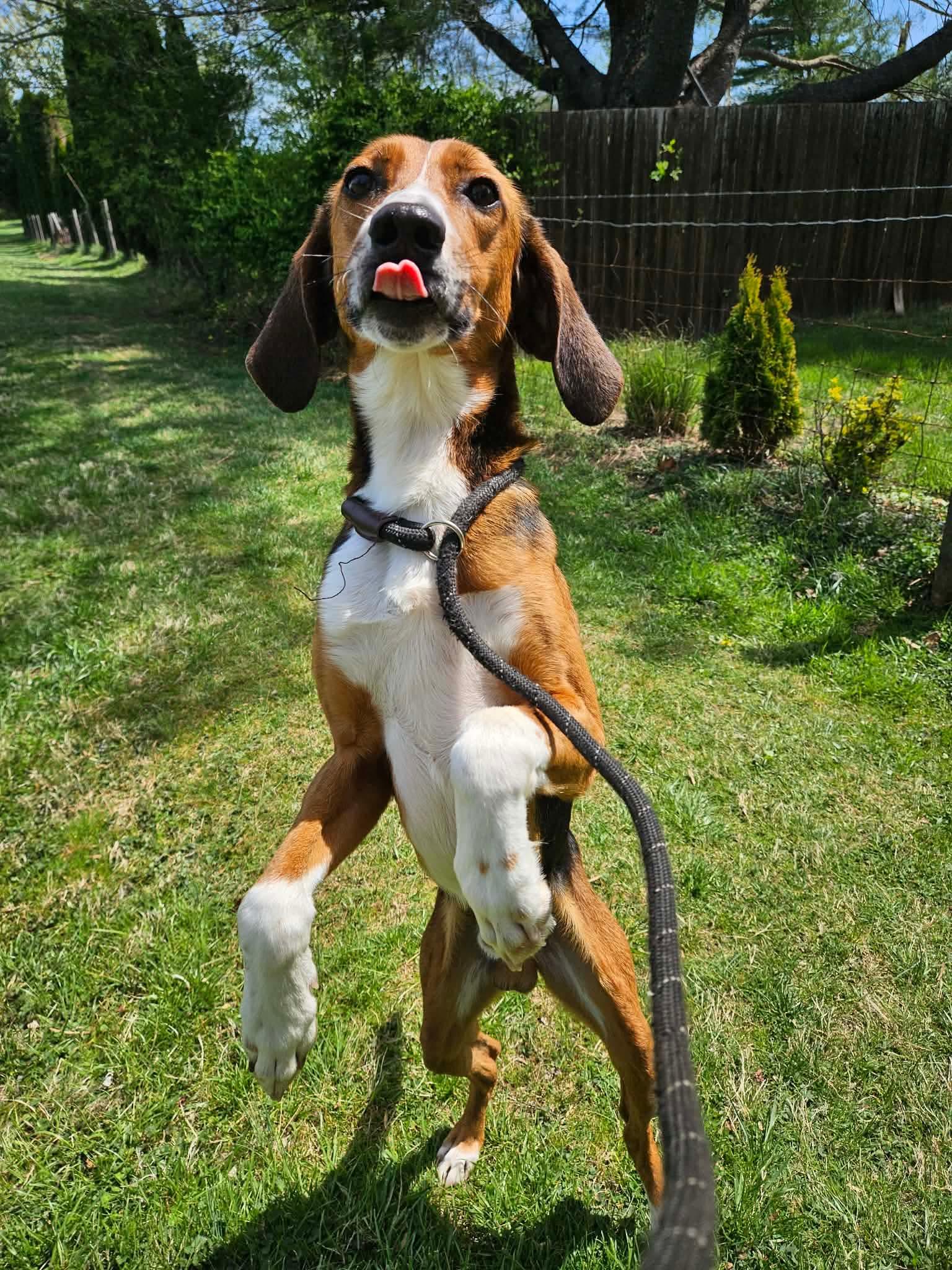 Enlarge Lil Fork, a ADOPTABLE Hound in Culpeper, VA image 3/4
