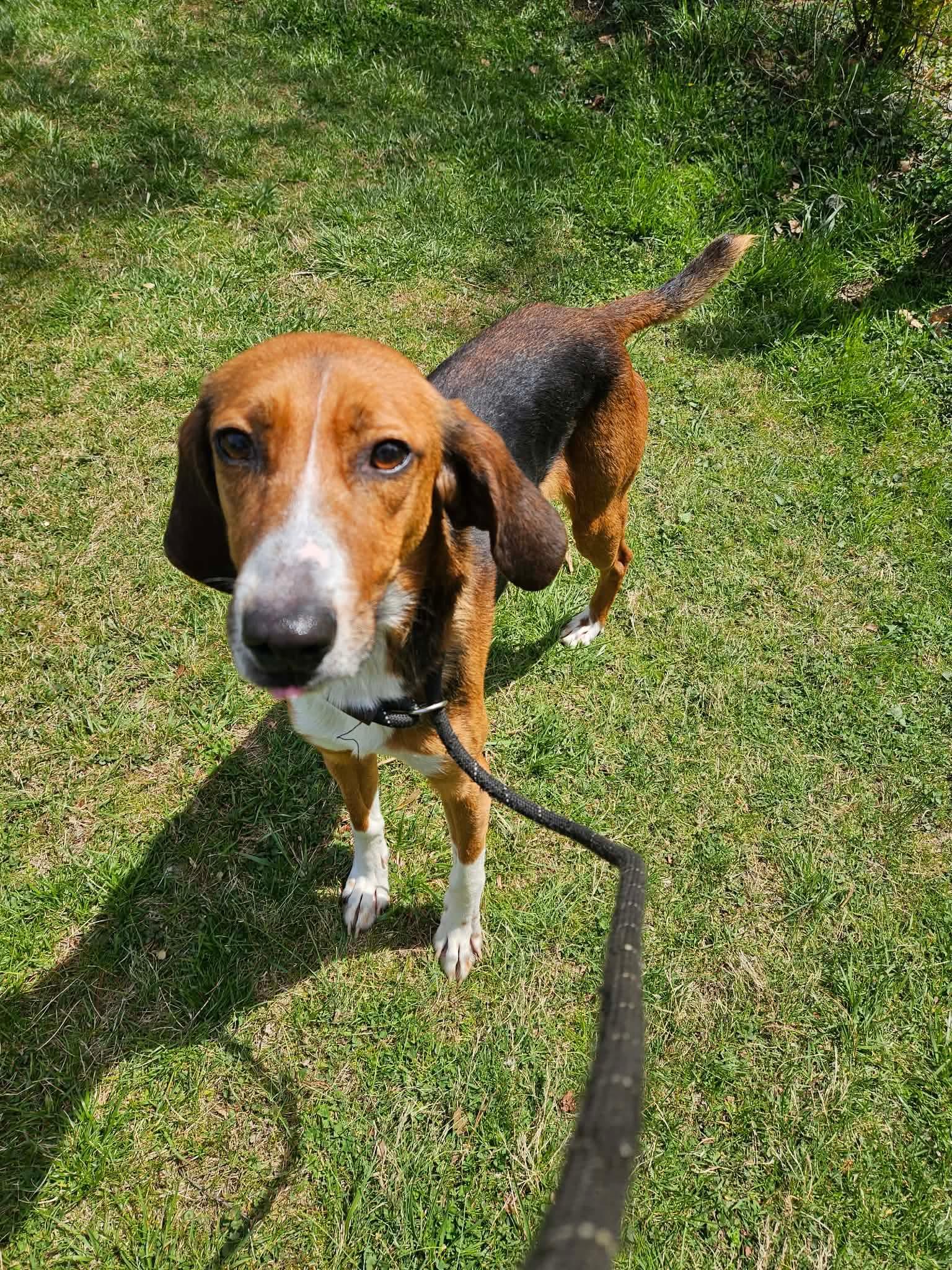 Lil Fork, a ADOPTABLE Hound in Culpeper, VA image 1/2